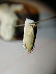 Celypha rosaceana