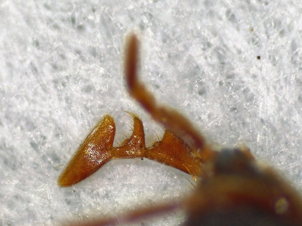 Serropalpus