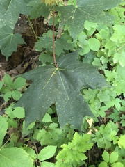 Acer