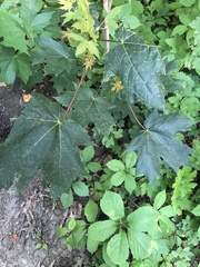 Acer