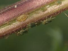 Aphis urticata