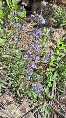 Penstemon attenuatus