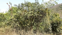 Pereskia aculeata