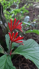 Spigelia splendens