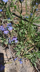 Penstemon attenuatus