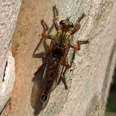 Machimus chrysitis