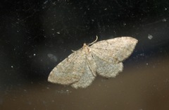 Philereme vetulata