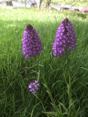 Anacamptis pyramidalis