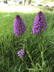 Anacamptis pyramidalis