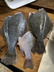 Paralichthys lethostigma