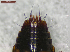 Tachinus