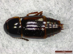 Tachinus