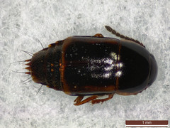 Tachinus