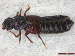 Anotylus rugosus