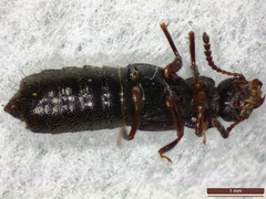 Anotylus rugosus
