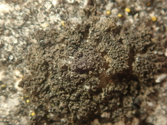 Phaeophyscia nigricans