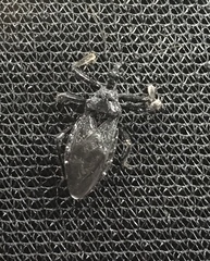 Apiomerus longispinis