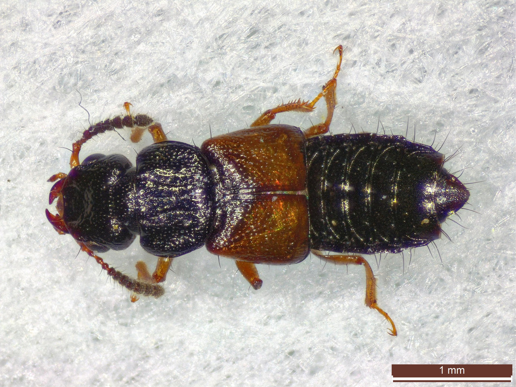 Rove beetle