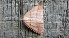 Petrophora subaequaria