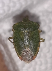 Palomena prasina