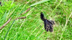 Carex caucasica jisaburo-ohwiana
