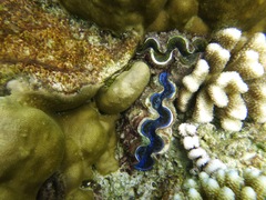 Tridacninae