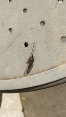 Ululodes macleayanus