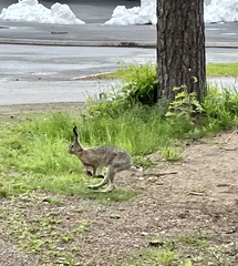 Lepus europaeus