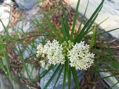Asclepias angustifolia