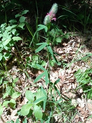 Trifolium alpestre