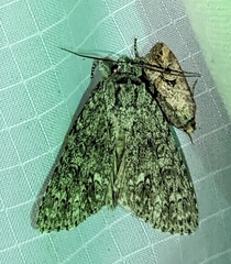 Acronicta impleta