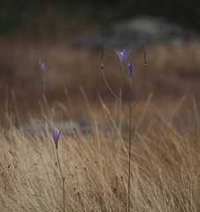 Brodiaea leptandra