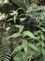 Artemisia anomala