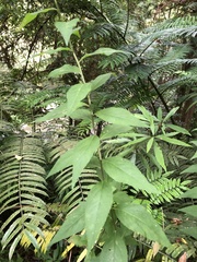 Artemisia anomala