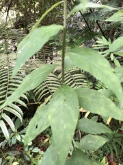 Artemisia anomala