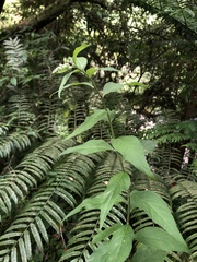 Artemisia anomala
