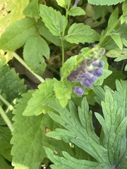 Scutellaria altissima