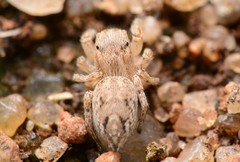 Habronattus texanus