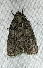 Acronicta modica