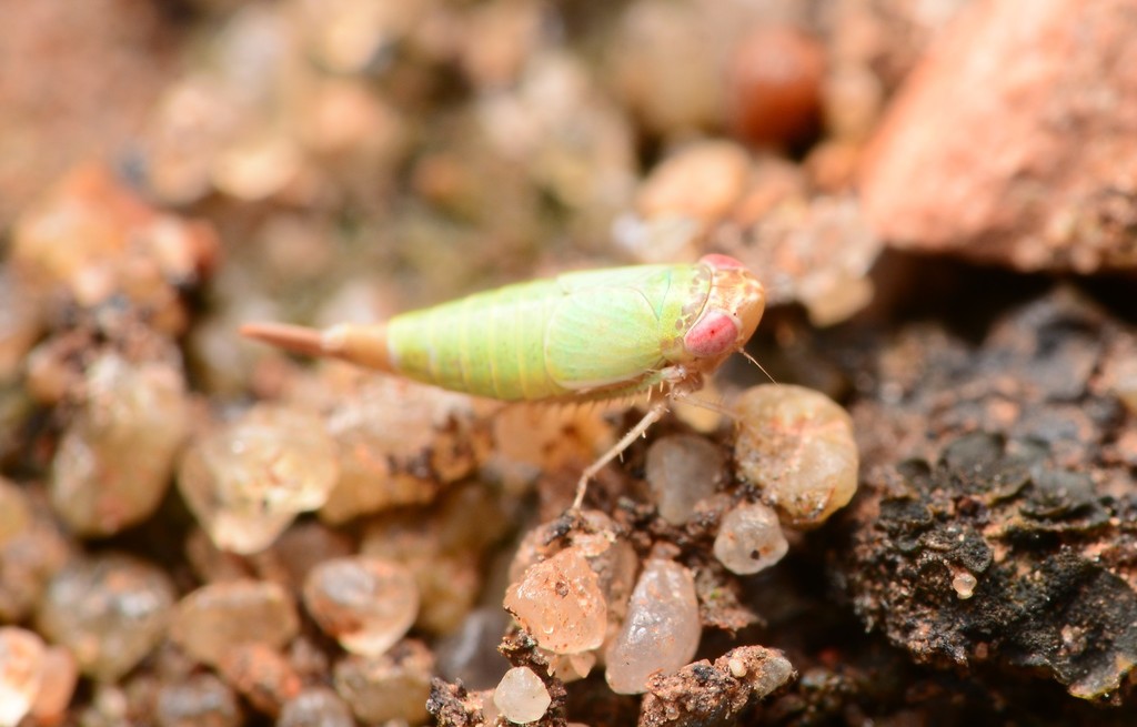 Athysanella