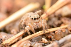Habronattus texanus