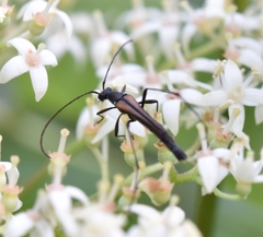 Strangalia acuminata