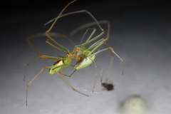 Tetragnatha squamata