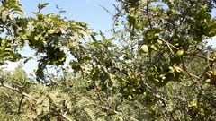 Dichrostachys cinerea