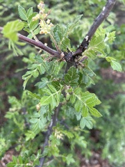 Bursera bipinnata