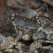 Round-tongued Floating Frog - Photo (c) Sam Hambly, some rights reserved (CC BY-NC), uploaded by Sam Hambly