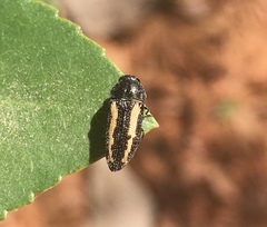 Acmaeodera cazieri