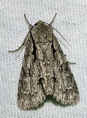 Acronicta hasta