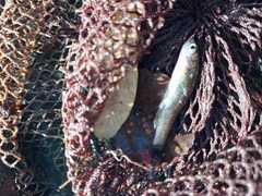 Squalius alburnoides