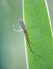 Tetragnatha dearmata